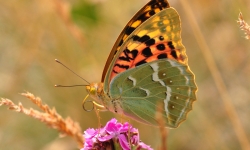 Novinky ze světa motýlů